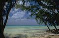 Mauritius Beach Palmtrees A4 Photo Print
