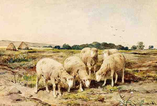Mauve Anton Grazing Sheep A4 Photo Print