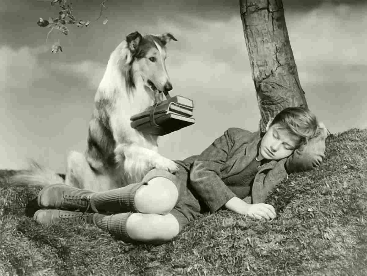 McDowall Roddy Lassie Come Home 1S film star poster A4 Photo Print