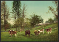 Meadowland Vintage A4 Photo Print
