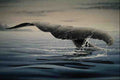 620020 Whale Tail A4 Photo Print