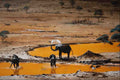 620085 Elephants In The Wild A4 Photo Print