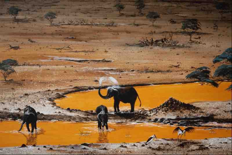 620085 Elephants In The Wild A4 Photo Print