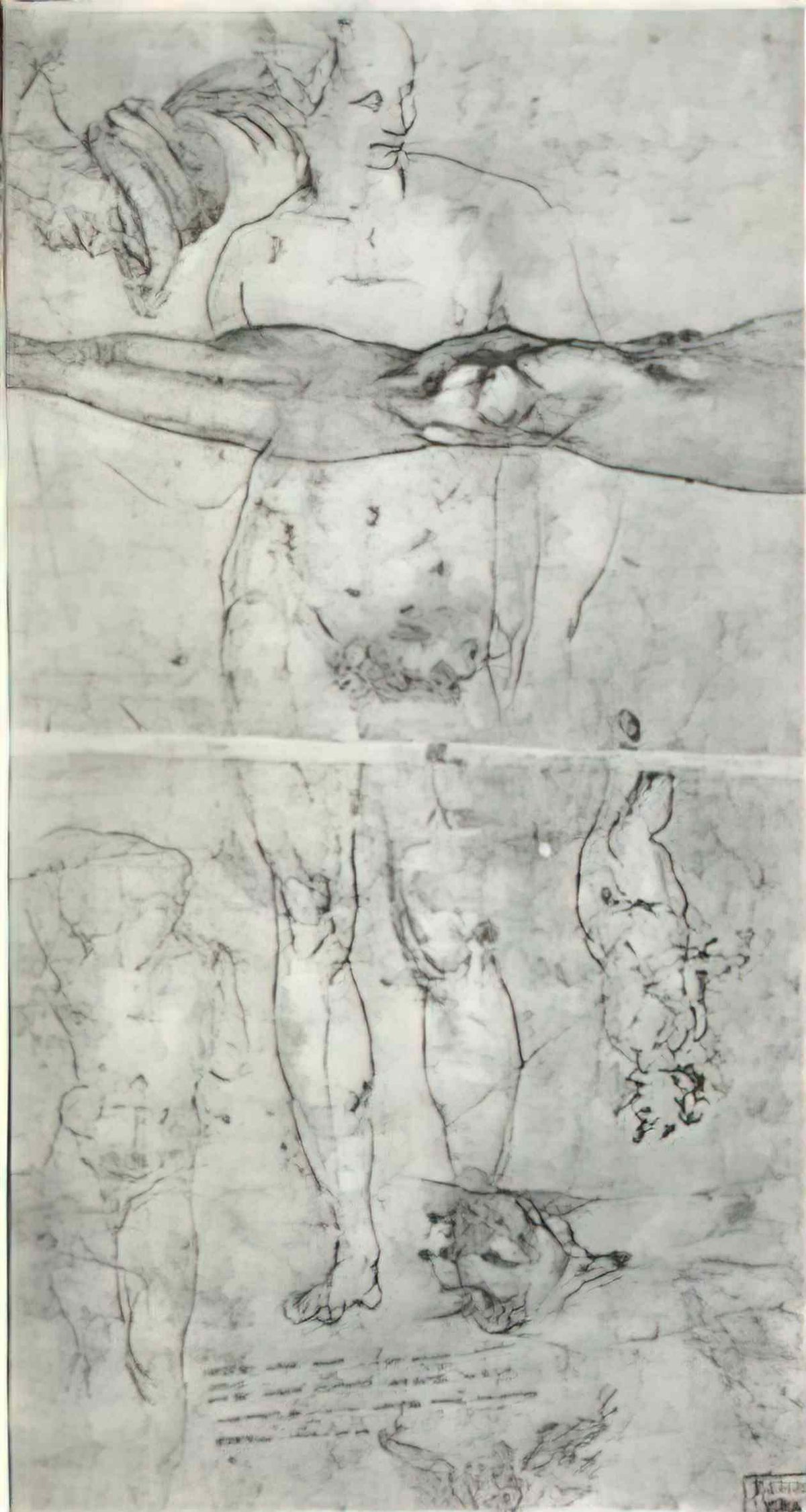 Michelangelo various studies Art A4 Photo Print