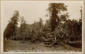 Middlesex 12829 Vintage A4 Photo Print