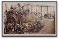 Middlesex Harrow Weald Flower Show Barnet Display In Marquee Vintage A4 Photo Print