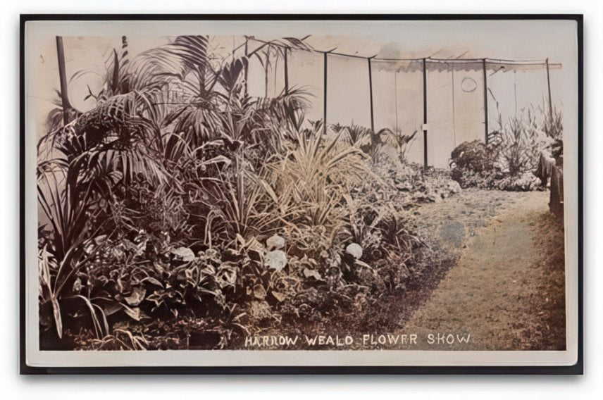 Middlesex Harrow Weald Flower Show Barnet Display In Marquee Vintage A4 Photo Print