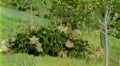Mikhail Nesterov peonies 1908 Art A4 Photo Print