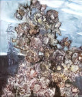 Mikhail Vrubel kampanules 1904 Art A4 Photo Print