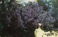Mikhail Vrubel lilacs 1901 Art A4 Photo Print