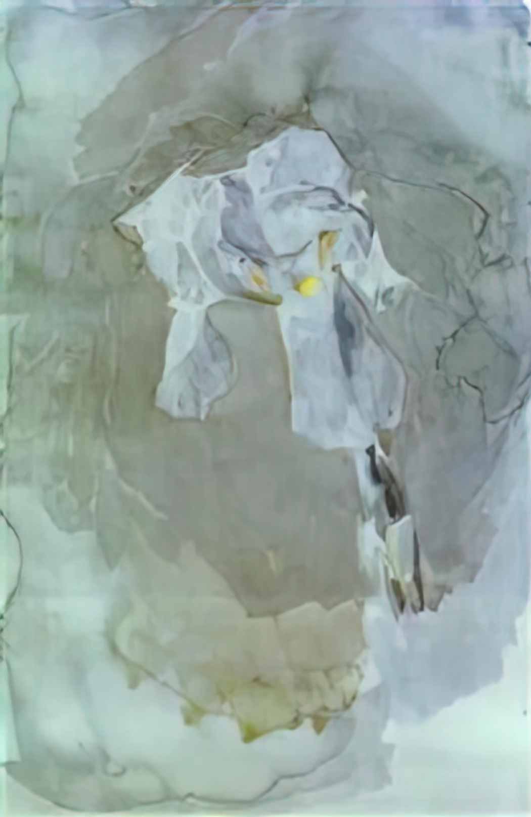 Mikhail Vrubel white iris Art A4 Photo Print