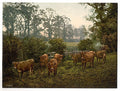Milking time Vintage A4 Photo Print