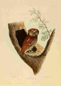 Miller Litho Indian Ornithology 1847 Scops Owl A4 Photo Print