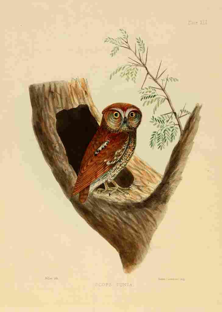Miller Litho Indian Ornithology 1847 Scops Owl A4 Photo Print