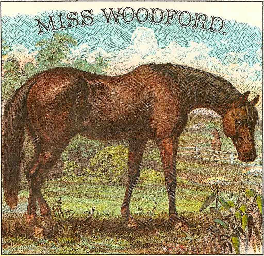 Miss Woodford Horse 001 Vintage A4 Photo Print