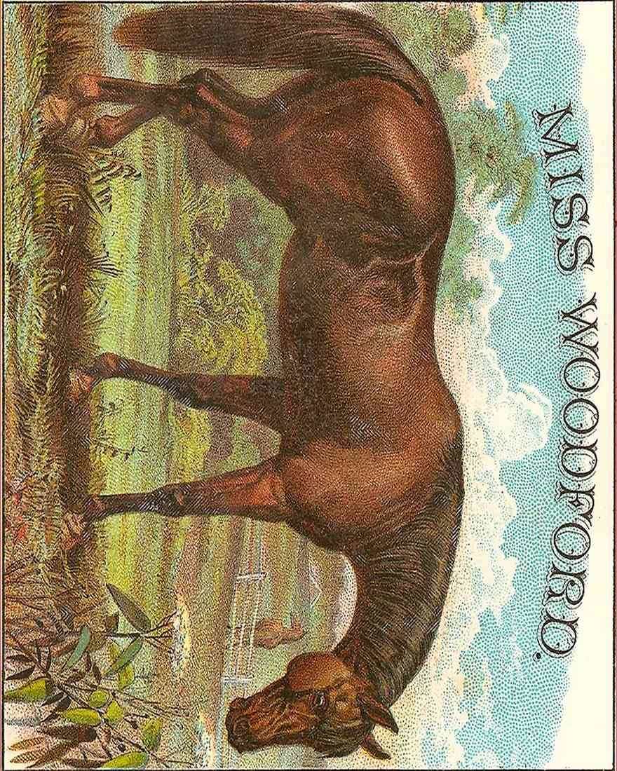 Miss Woodford Horse A4 Photo Print