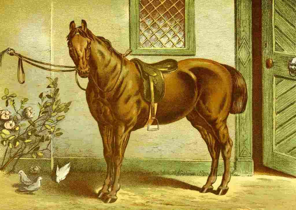 Modern Practical Farriery 1875 The Roadster A4 Photo Print