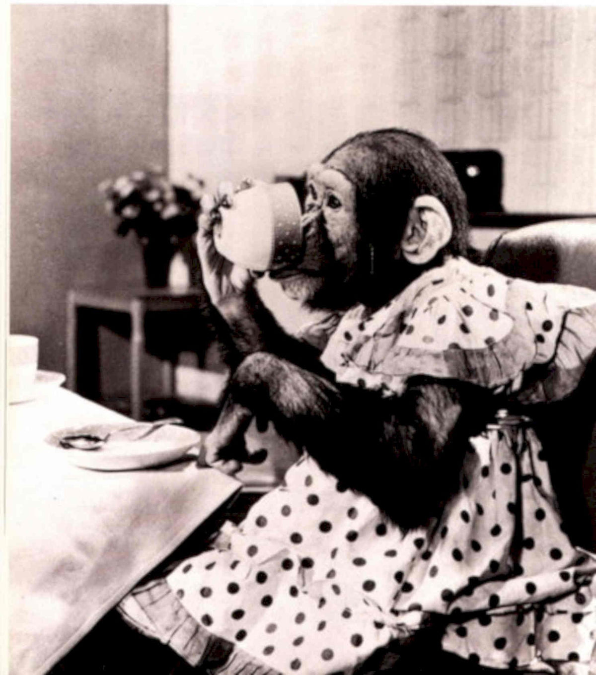 Monkey Tea Party 1950s Vintage Retro Advert Poster