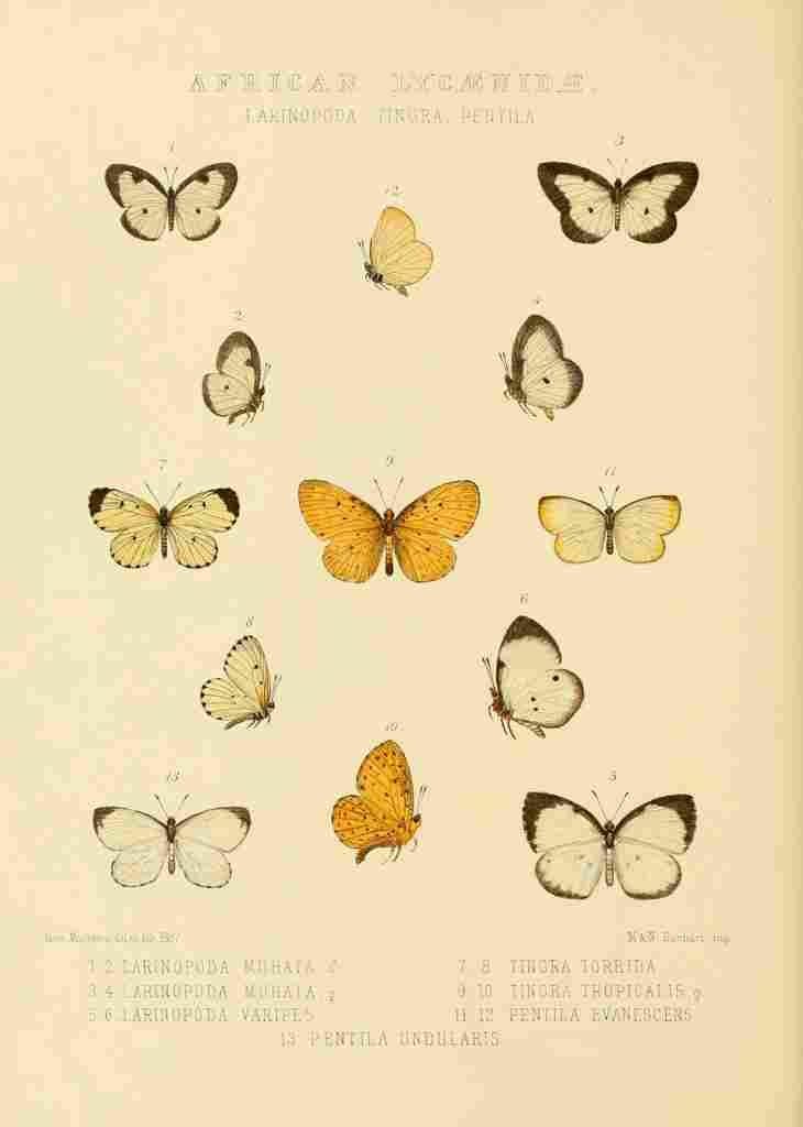 Monteiro Rose Exotica 1887 African Lycaenidae 2 A4 Photo Print