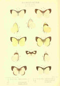 Monteiro Rose Exotica 1887 Elodina A4 Photo Print