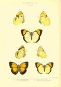 Monteiro Rose Exotica 1887 Ixias A4 Photo Print