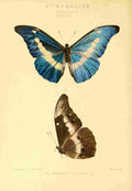 Monteiro Rose Exotica 1887 Morphinae A4 Photo Print