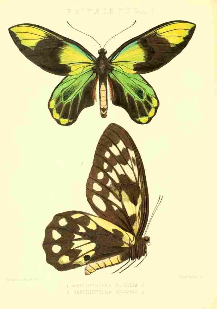 Monteiro Rose Exotica 1887 Ornithoptera Victoriae A4 Photo Print