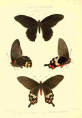 Monteiro Rose Exotica 1887 Papilio Acheron A4 Photo Print