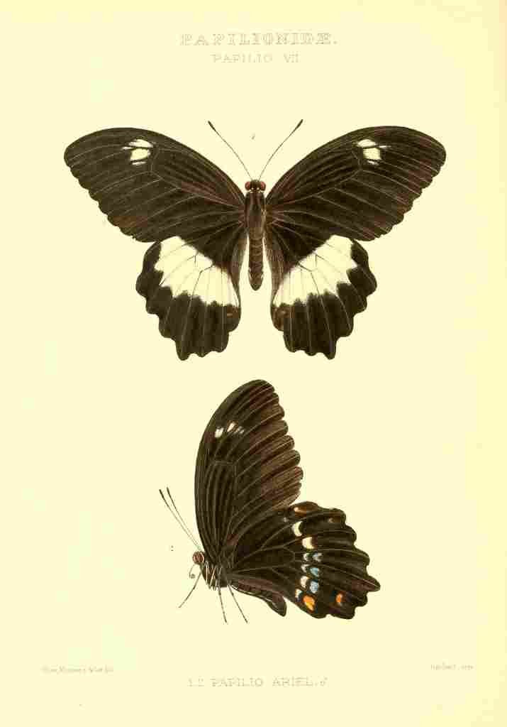 Monteiro Rose Exotica 1887 Papilio Ariel A4 Photo Print