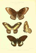 Monteiro Rose Exotica 1887 Papilio Mehala A4 Photo Print