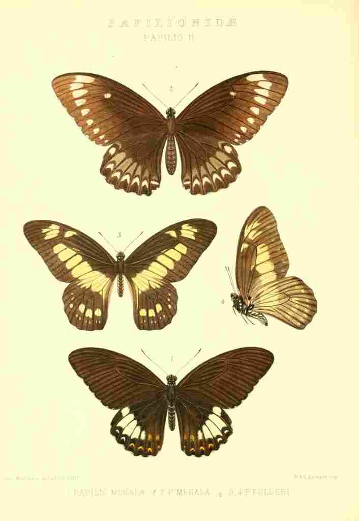 Monteiro Rose Exotica 1887 Papilio Mehala A4 Photo Print
