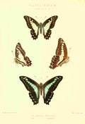 Monteiro Rose Exotica 1887 Papilio Procles A4 Photo Print