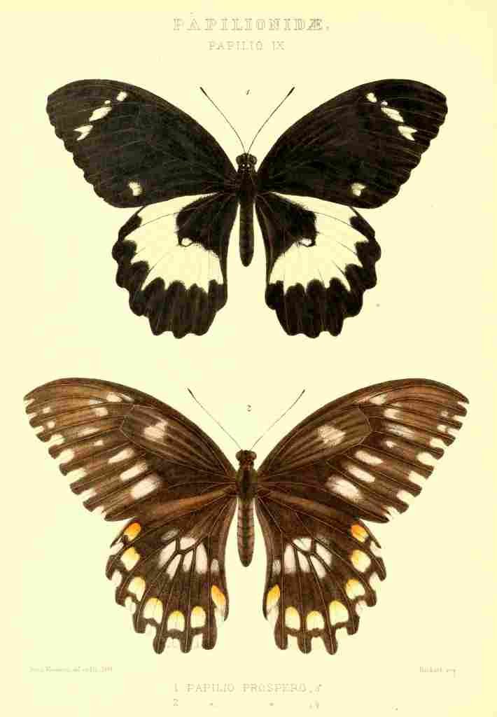 Monteiro Rose Exotica 1887 Papilio Prospero A4 Photo Print