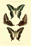 Monteiro Rose Exotica 1887 Papilio Solon A4 Photo Print