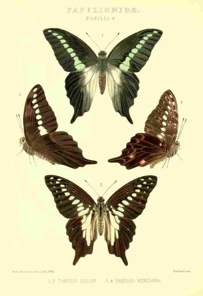 Monteiro Rose Exotica 1887 Papilio Solon A4 Photo Print