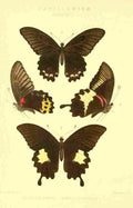 Monteiro Rose Exotica 1887 Papilionidae A4 Photo Print