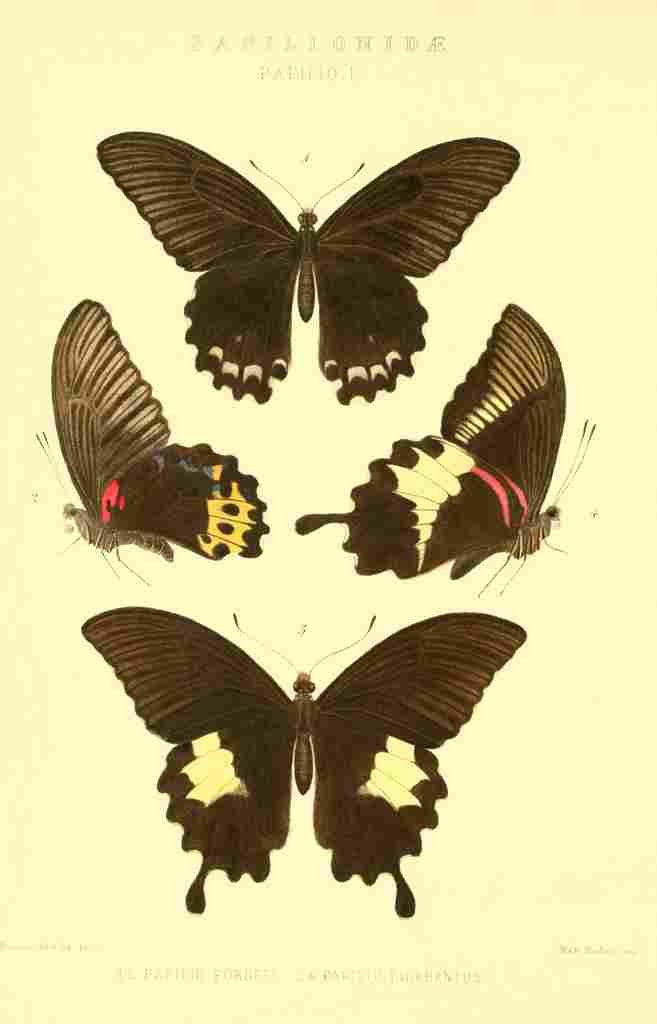Monteiro Rose Exotica 1887 Papilionidae A4 Photo Print