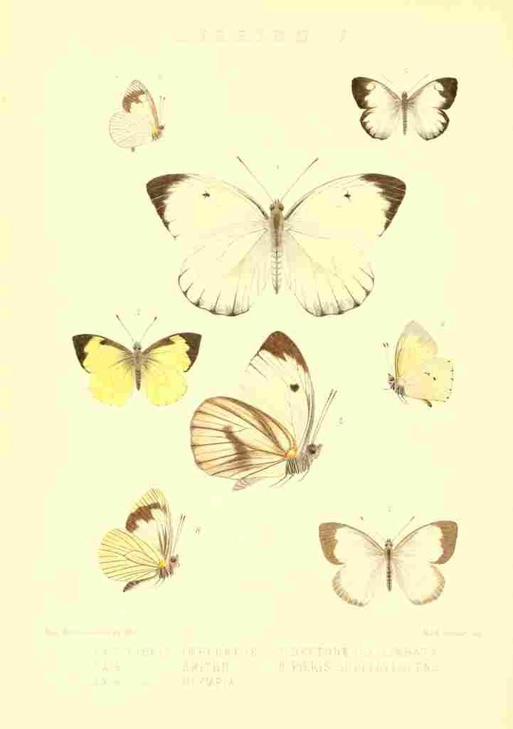 Monteiro Rose Exotica 1887 Pieridae A4 Photo Print