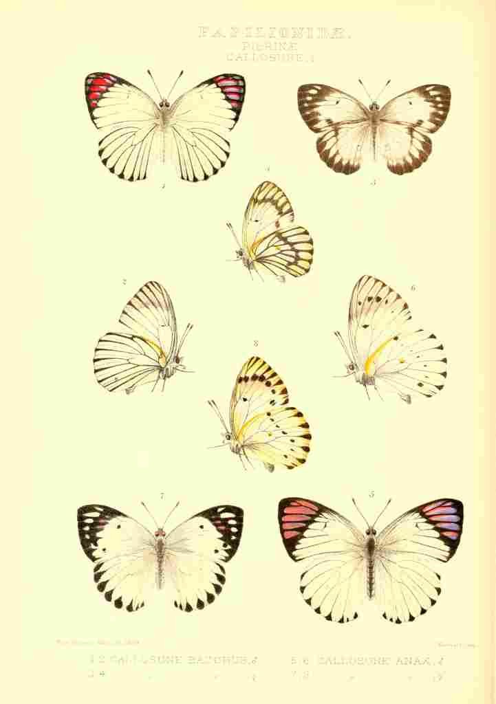 Monteiro Rose Exotica 1887 Pierinae Callosune A4 Photo Print