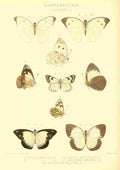 Monteiro Rose Exotica 1887 Pierinae A4 Photo Print