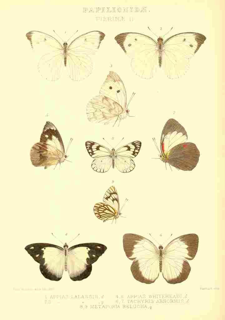 Monteiro Rose Exotica 1887 Pierinae A4 Photo Print