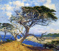 Monterey Cypress A4 Photo Print