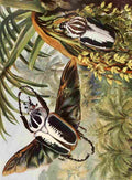 Morin H Brehms Tierleben 1911 Goliath Beetles A4 Photo Print