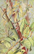 Morin H Brehms Tierleben 1911 Leaf & Stick Insects A4 Photo Print