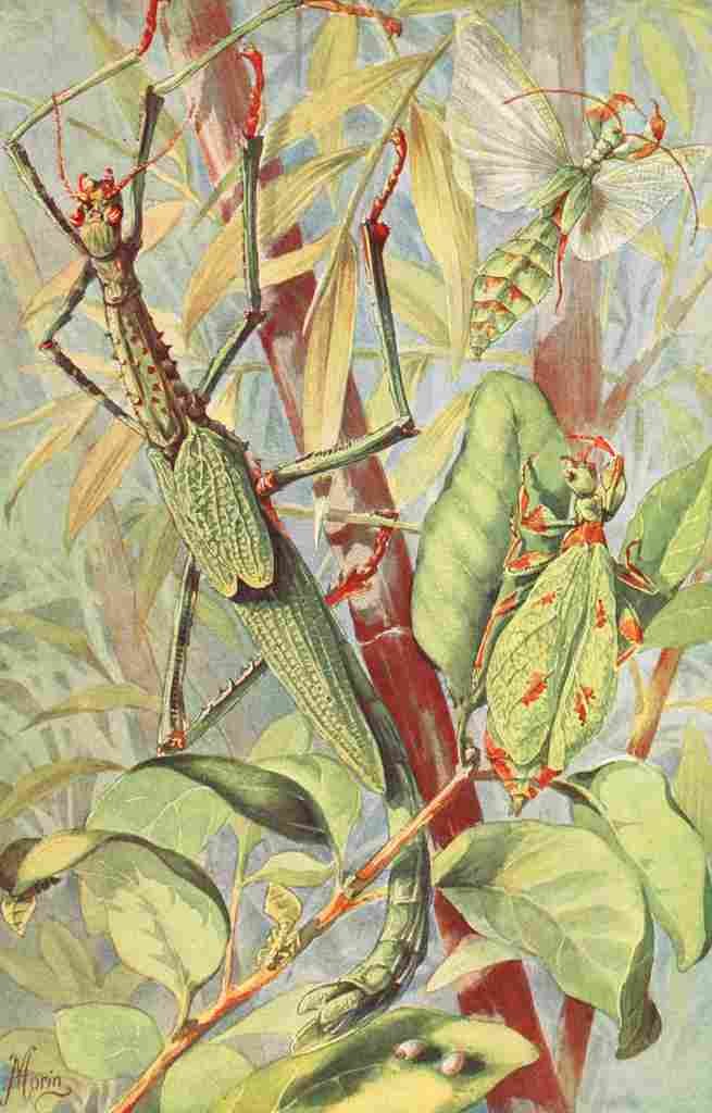 Morin H Brehms Tierleben 1911 Leaf & Stick Insects A4 Photo Print