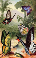 Morin H Brehms Tierleben 1911 Tropical Butterflies A4 Photo Print
