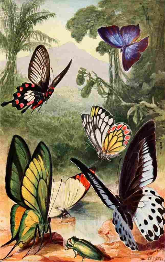 Morin H Brehms Tierleben 1911 Tropical Butterflies A4 Photo Print
