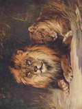 Morley Harry Wonder Book of Animals Lions A4 Photo Print