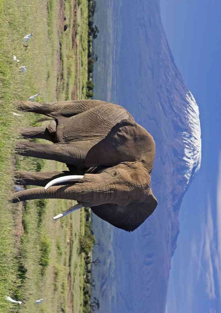 Mount Kilimanjaro Amboseli Reserve A4 Photo Print