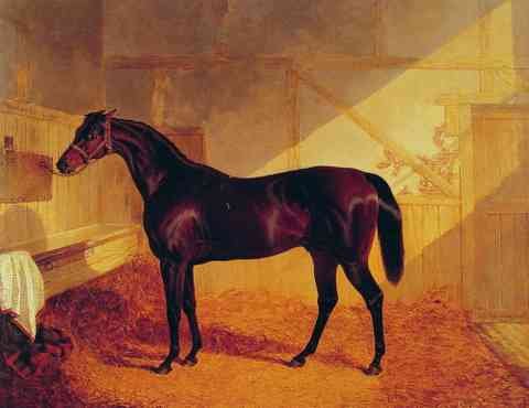 Mr Johnstones Charles Xii In A Stable A4 Photo Print